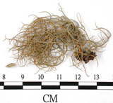 中文名:菘蘿屬(L00002738)學名:Usnea(L00002738)