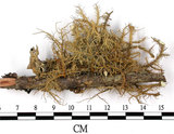 中文名:菘蘿屬(L00002740)學名:Usnea(L00002740)