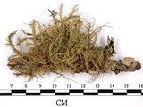 中文名:菘蘿屬(L00002740)學名:Usnea(L00002740)