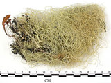 中文名:菘蘿屬(L00002841)學名:Usnea(L00002841)