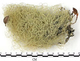 中文名:菘蘿屬(L00002841)學名:Usnea(L00002841)