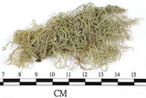 中文名:菘蘿屬(L00002842)學名:Usnea(L00002842)