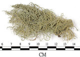 中文名:菘蘿屬(L00002842)學名:Usnea(L00002842)