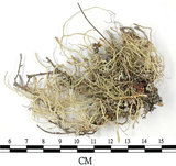 中文名:菘蘿屬(L00002844)學名:Usnea(L00002844)