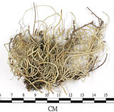 中文名:菘蘿屬(L00002844)學名:Usnea(L00002844)