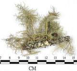 中文名:菘蘿屬(L00002845)學名:Usnea(L00002845)