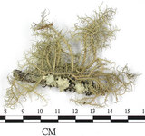 中文名:菘蘿屬(L00002845)學名:Usnea(L00002845)