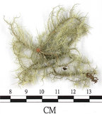 中文名:菘蘿屬(L00002901)學名:Usnea(L00002901)