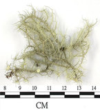 中文名:菘蘿屬(L00002901)學名:Usnea(L00002901)