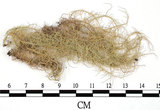 中文名:菘蘿屬(L00002903)學名:Usnea(L00002903)