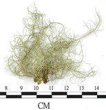 中文名:菘蘿屬(L00002964)學名:Usnea(L00002964)