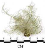 中文名:菘蘿屬(L00002964)學名:Usnea(L00002964)