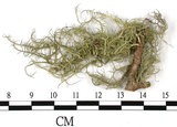 中文名:菘蘿屬(L00002985)學名:Usnea(L00002985)