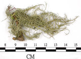 中文名:菘蘿屬(L00002985)學名:Usnea(L00002985)