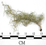 中文名:菘蘿屬(L00002987)學名:Usnea(L00002987)