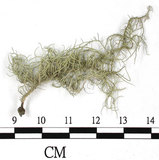 中文名:菘蘿屬(L00002987)學名:Usnea(L00002987)