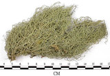 中文名:菘蘿屬(L00002995)學名:Usnea(L00002995)