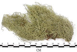 中文名:菘蘿屬(L00002995)學名:Usnea(L00002995)