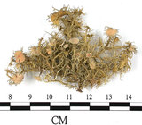 中文名:菘蘿屬(L00003036)學名:Usnea(L00003036)