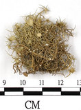 中文名:菘蘿屬(L00003037)學名:Usnea(L00003037)