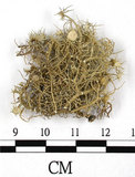 中文名:菘蘿屬(L00003037)學名:Usnea(L00003037)