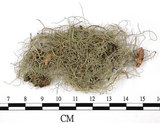 中文名:菘蘿屬(L00003105)學名:Usnea(L00003105)