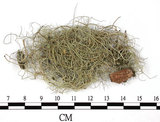 中文名:菘蘿屬(L00003105)學名:Usnea(L00003105)