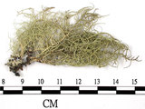 中文名:菘蘿屬(L00003113)學名:Usnea(L00003113)