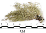 中文名:菘蘿屬(L00003113)學名:Usnea(L00003113)