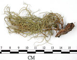 中文名:菘蘿屬(L00003114)學名:Usnea(L00003114)