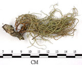 中文名:菘蘿屬(L00003114)學名:Usnea(L00003114)