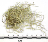 中文名:菘蘿屬(L00003121)學名:Usnea(L00003121)