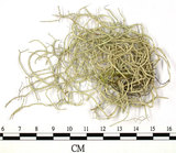 中文名:菘蘿屬(L00003121)學名:Usnea(L00003121)