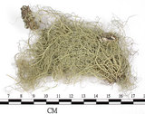 中文名:菘蘿屬(L00003128)學名:Usnea(L00003128)