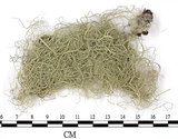 中文名:菘蘿屬(L00003128)學名:Usnea(L00003128)