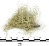 中文名:菘蘿屬(L00003144)學名:Usnea(L00003144)