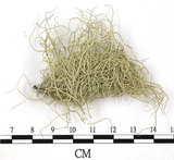 中文名:菘蘿屬(L00003144)學名:Usnea(L00003144)