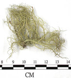 中文名:菘蘿屬(L00003157)學名:Usnea(L00003157)