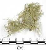 中文名:菘蘿屬(L00003157)學名:Usnea(L00003157)