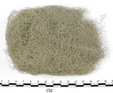 中文名:長枝菘蘿(L00003174)學名:Usnea longissima Ach.(L00003174)