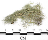 中文名:菘蘿屬(L00003179)學名:Usnea(L00003179)