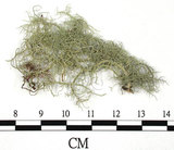 中文名:菘蘿屬(L00003179)學名:Usnea(L00003179)