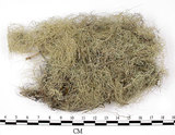 中文名:長枝菘蘿(L00003190)學名:Usnea longissima Ach.(L00003190)