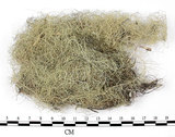 中文名:長枝菘蘿(L00003190)學名:Usnea longissima Ach.(L00003190)