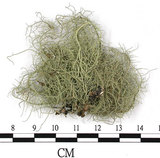 中文名:菘蘿屬(L00003207)學名:Usnea(L00003207)