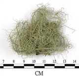 中文名:菘蘿屬(L00003207)學名:Usnea(L00003207)