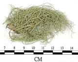 中文名:菘蘿屬(L00003212)學名:Usnea(L00003212)