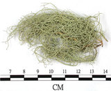 中文名:菘蘿屬(L00003212)學名:Usnea(L00003212)