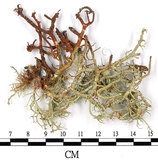 中文名:菘蘿屬(L00003213)學名:Usnea(L00003213)