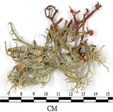 中文名:菘蘿屬(L00003213)學名:Usnea(L00003213)